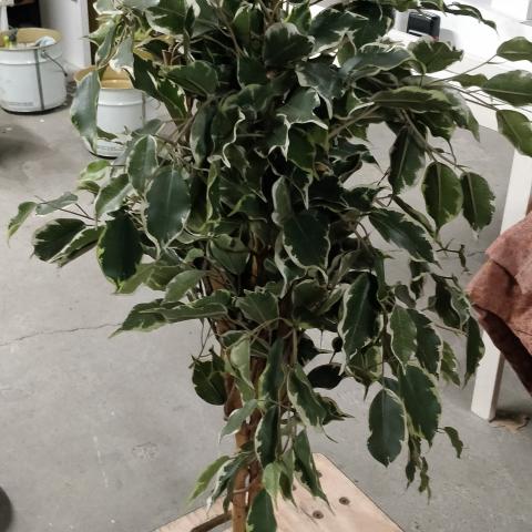 plante